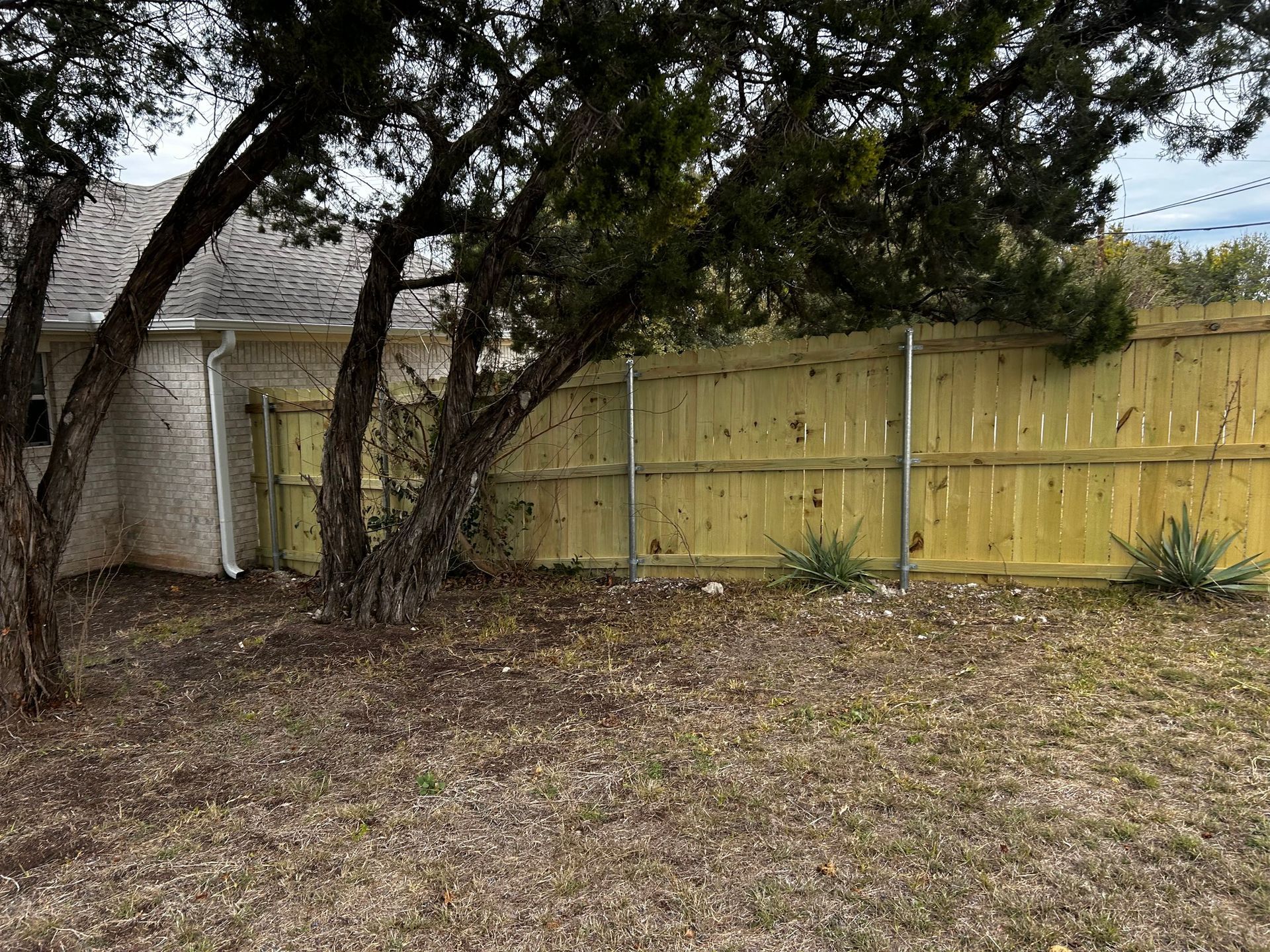 Backyard with a wooden fence, trees, and dry grass. A house is visible on the left.