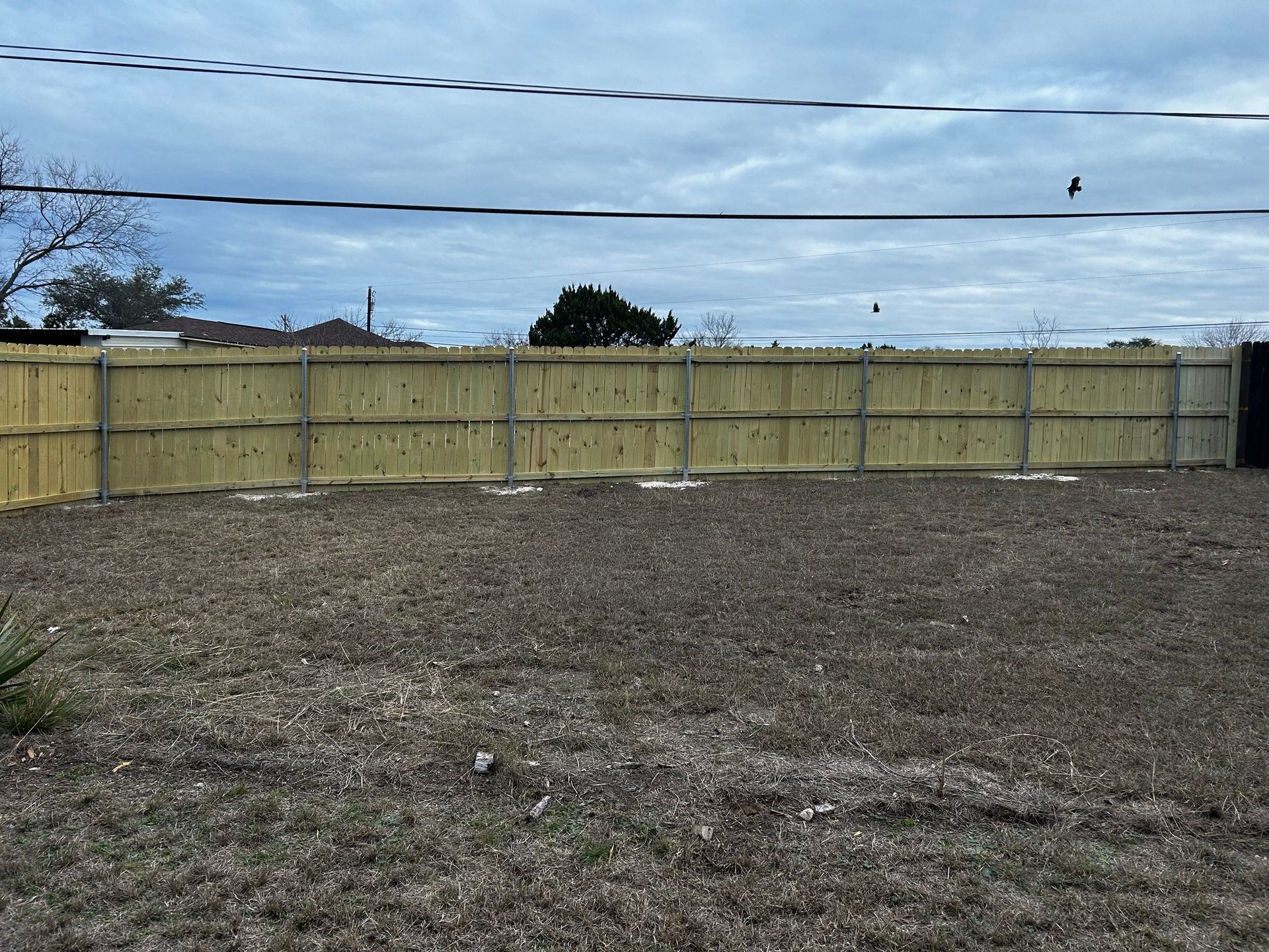 A backyard with a wooden fence and overcast sky. The ground is dry grass.
