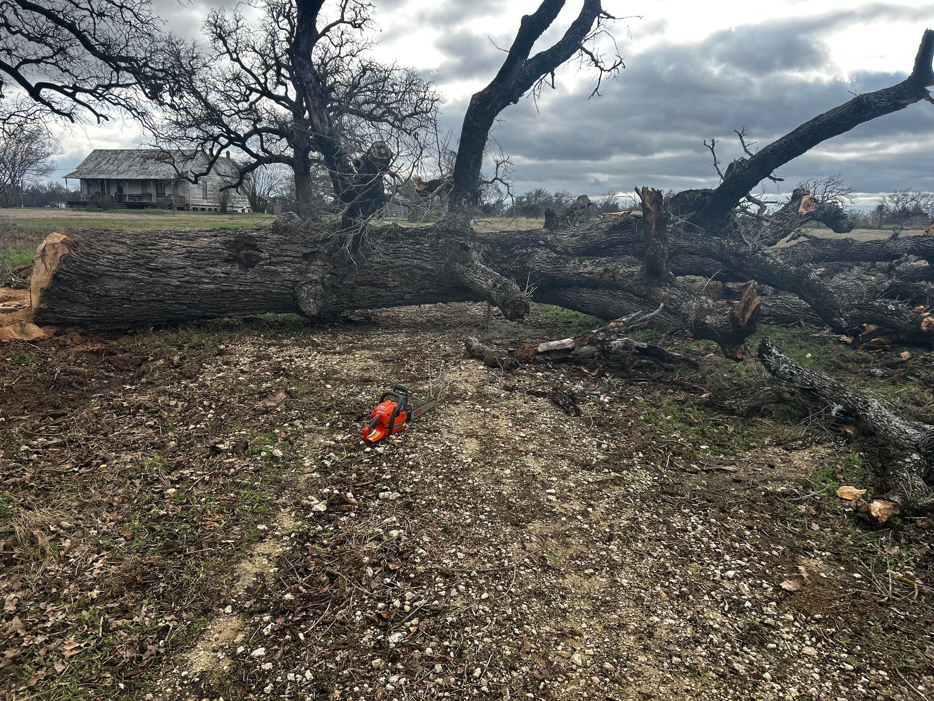 Fallen tree trunk with chainsaw in field, small building in background, overcast sky.