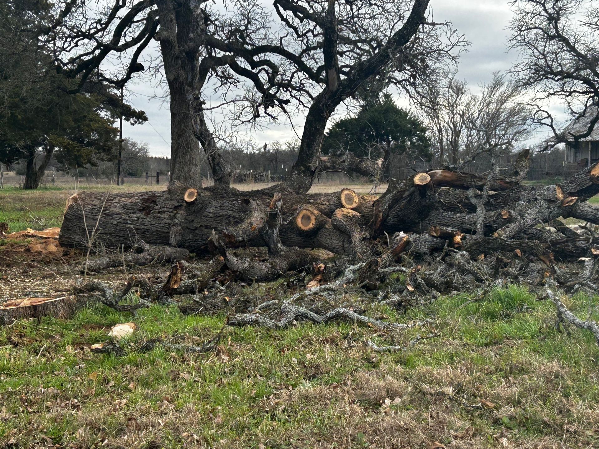 White Bobcat skid steer with a red brush cutter in a grassy area near trees.