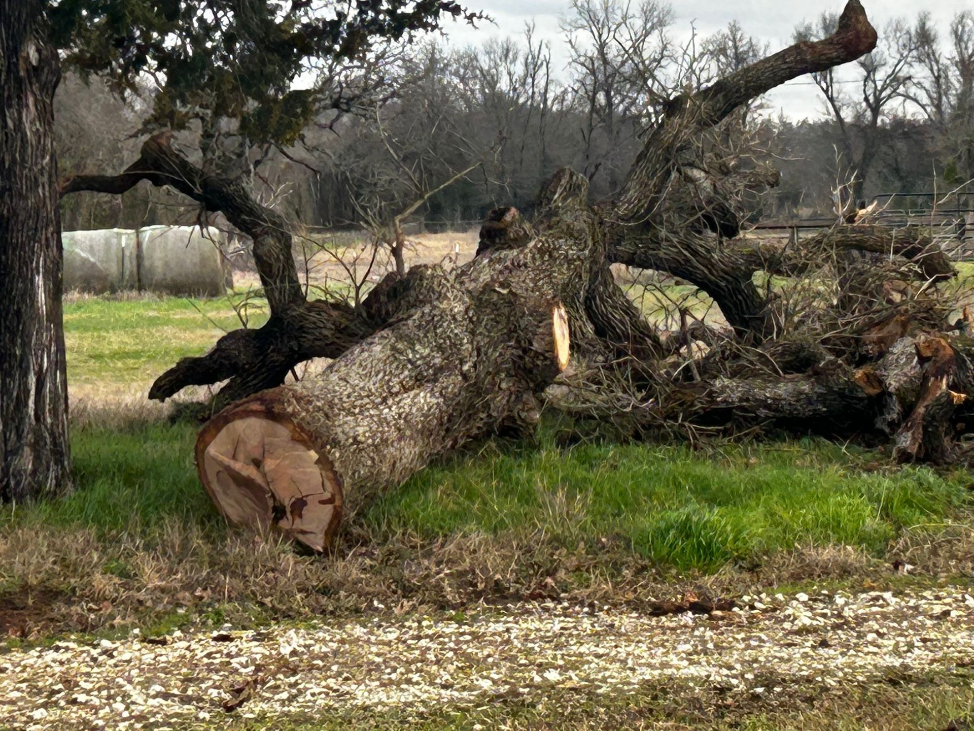 Fallen tree trunk on grass with other limbs. A few other trees and a fence in the background.