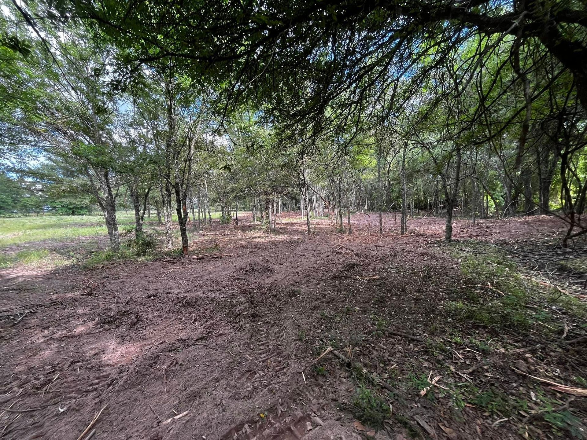 Muddy dirt path in a wooded area with young trees and leafy canopy.