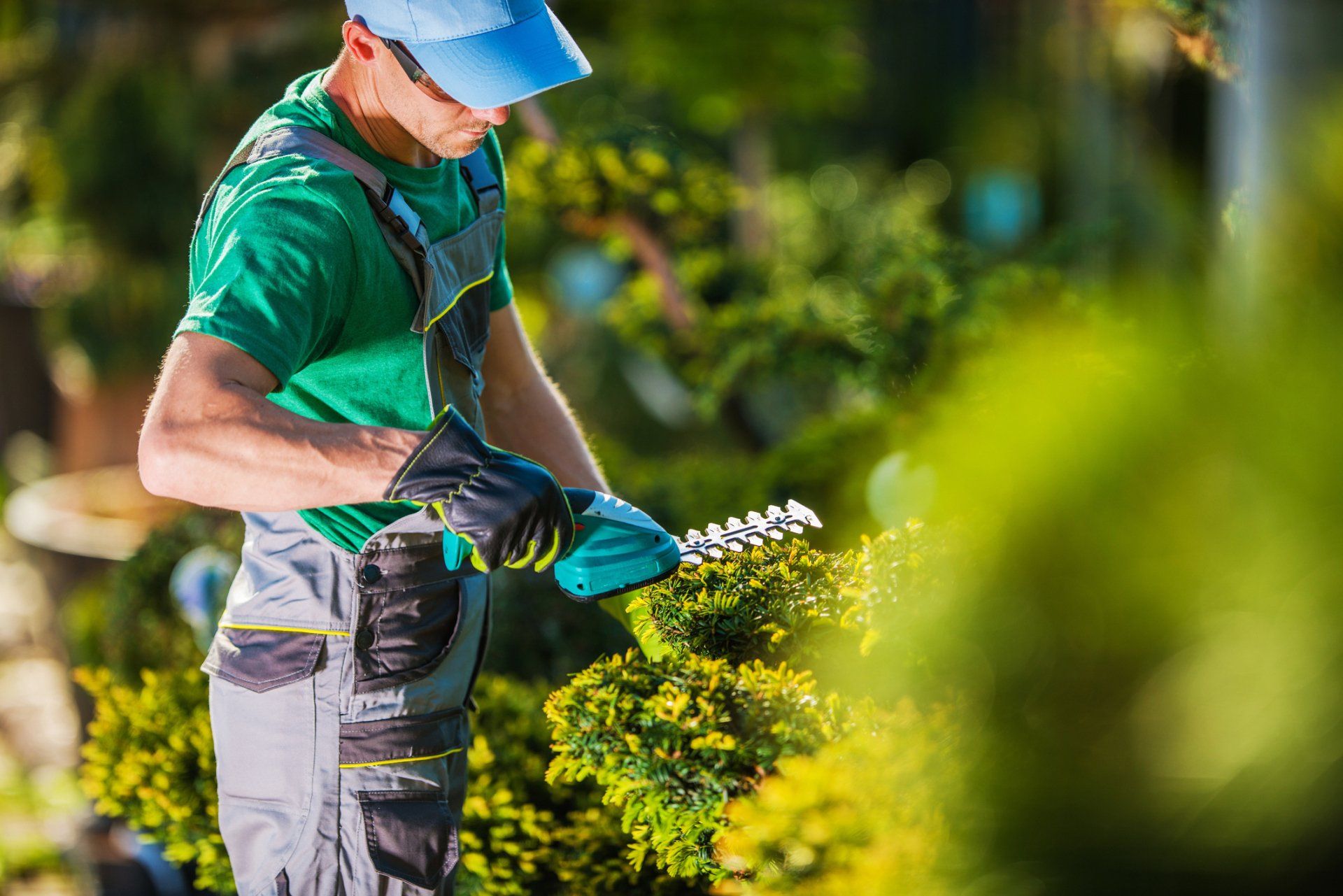 Gardener trimming bushes with hedge trimmers outdoors; wearing green shirt, blue cap, and grey overalls.