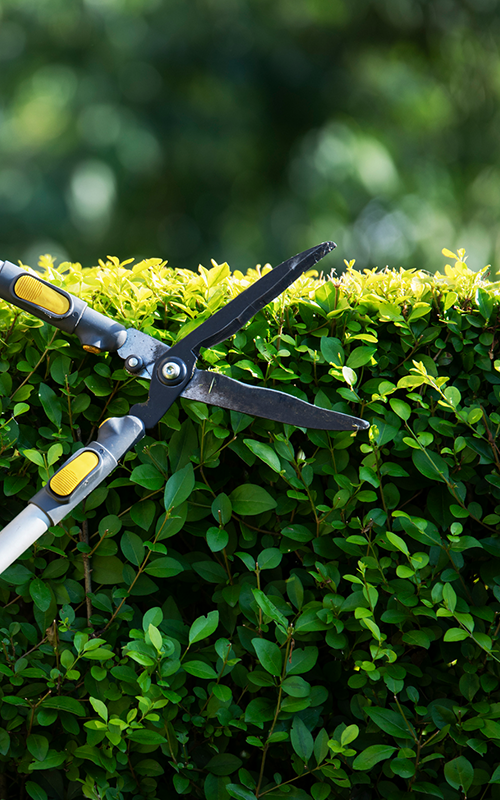 Hedge shears trimming a green hedge, set outdoors.