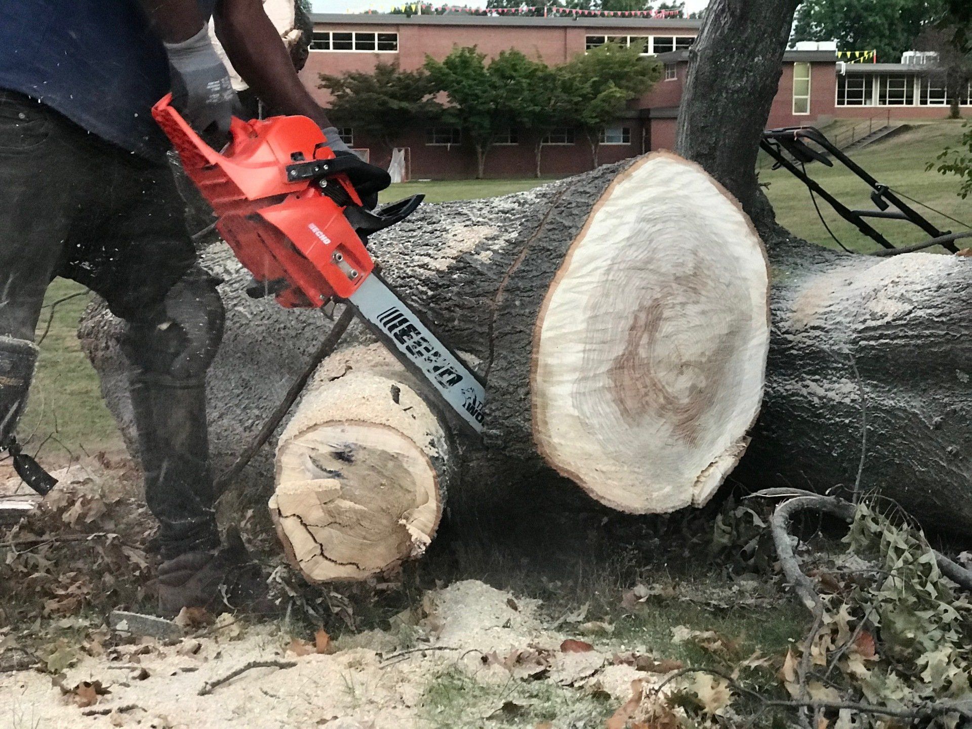 Tree Work in West Hartford Chainsaw
