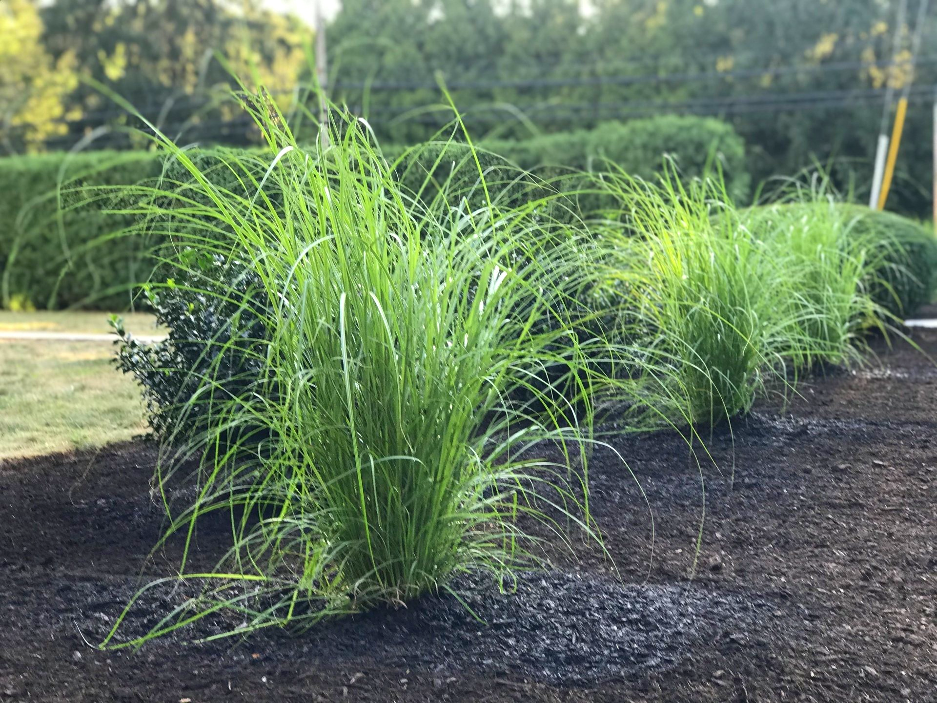 West Hartford Plant Installation Landscape Install