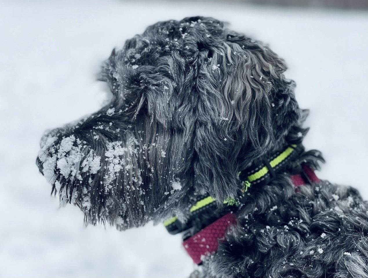 Winter In West Hartford Dog Puppy Enjoying Play Time