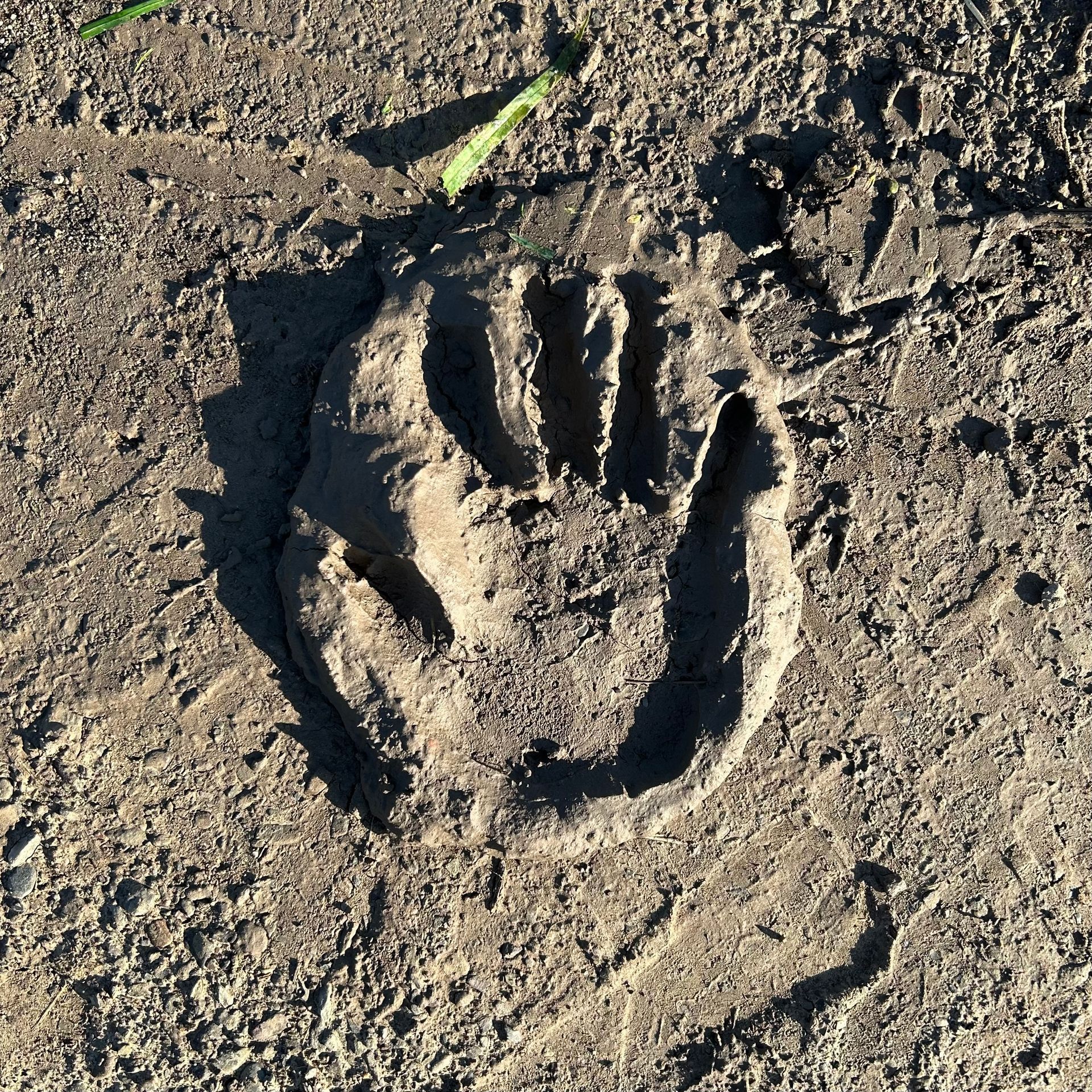 A hand in the mud at Ironwood Farm