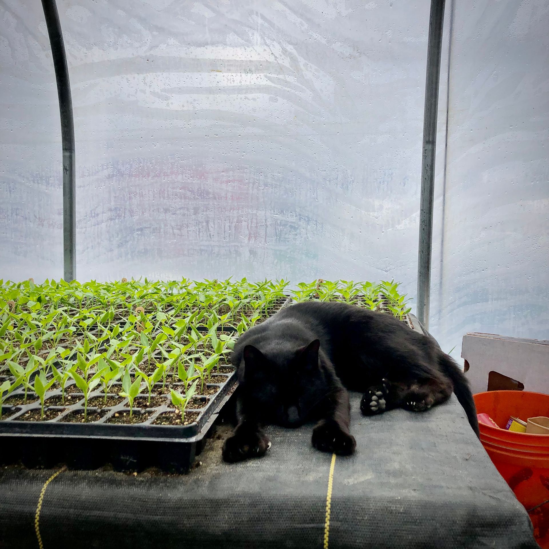 Black Cat sitting on heat mat with vegetable starts at Ironwood Farm