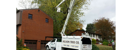 Tree Stumps — North Huntingdon, PA — Nelson Tree Company