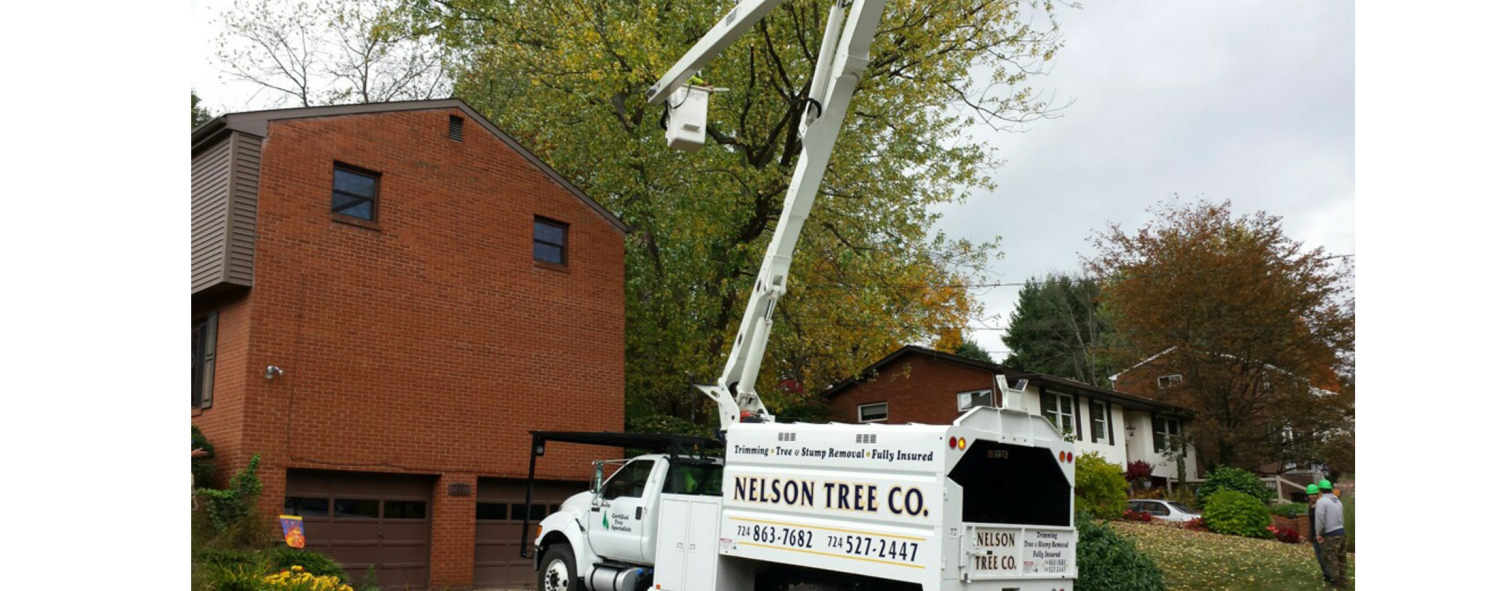 Past Tree Jobs Westmoreland County, PA