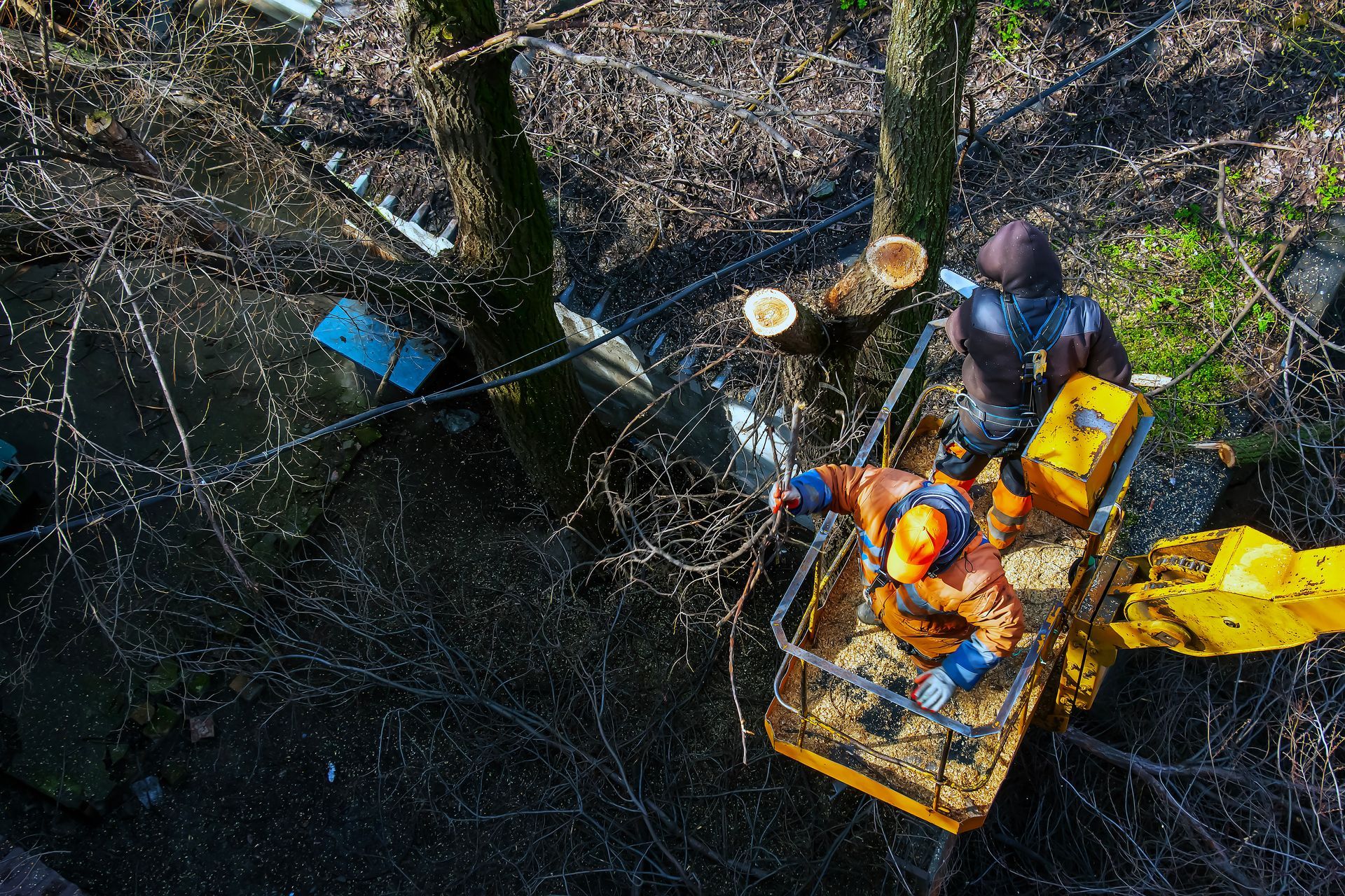 A crew trimming large tree branches from a lift during maintenance work.