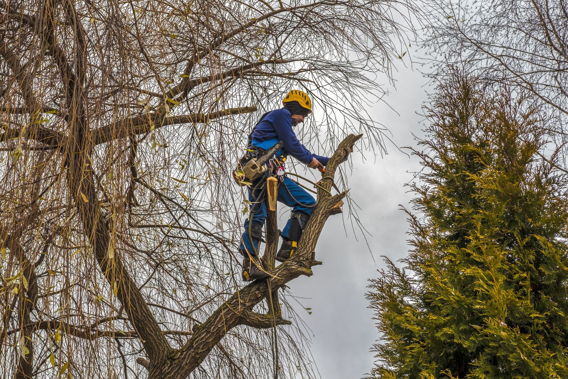 A tree trimmer using safety gear while cutting branches high in a tree.