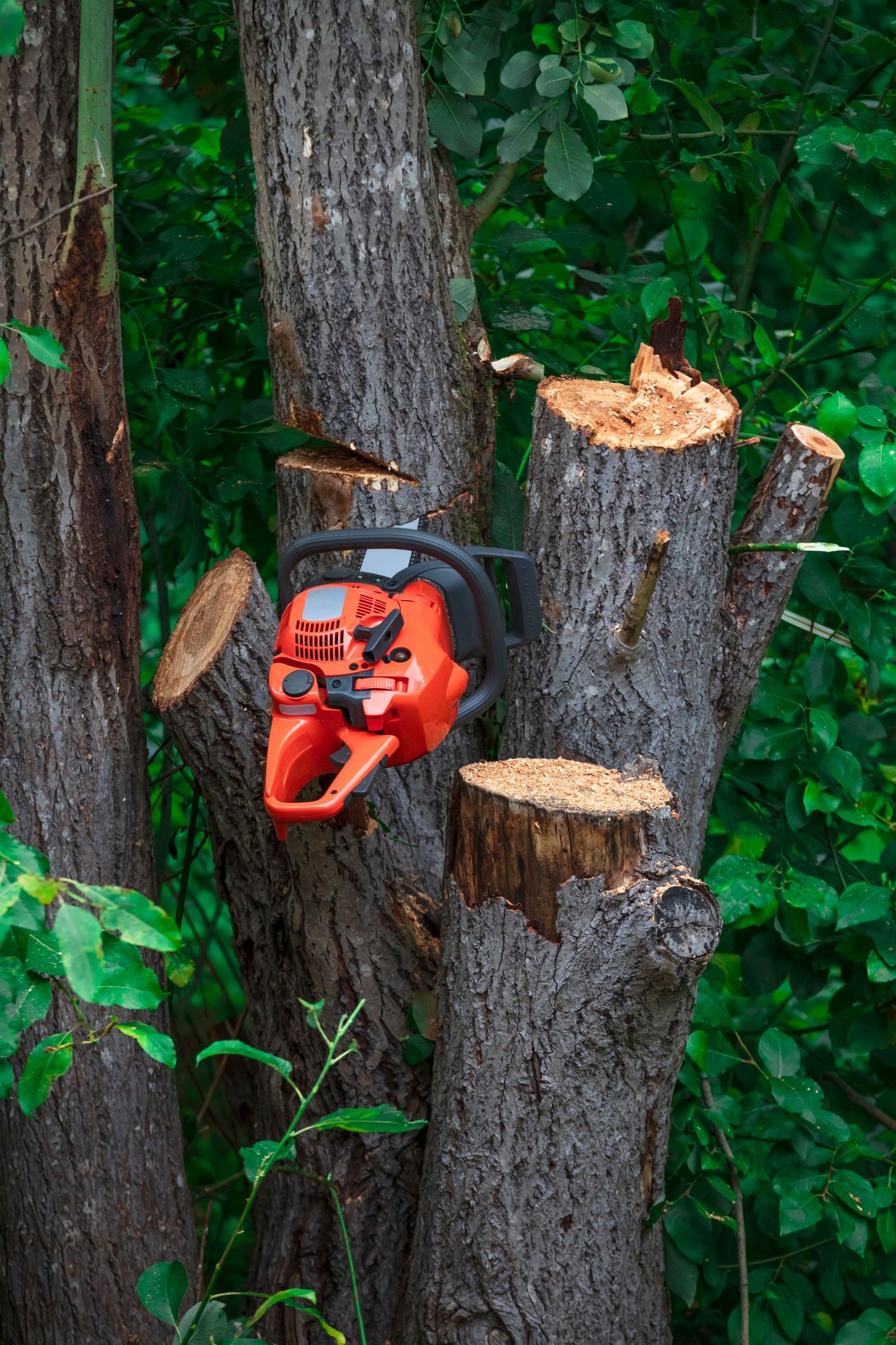 The chainsaw was placed on the tree trunk post-tree trimming task. The chainsaw was placed on the tree trunk post-tree trimming task.