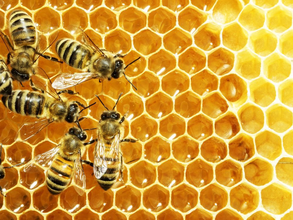 <p class="rteBlock">Bees on A Honeycomb with Golden Hexagonal Cells — Burnetts On Barney in Kiama, NSW</p>