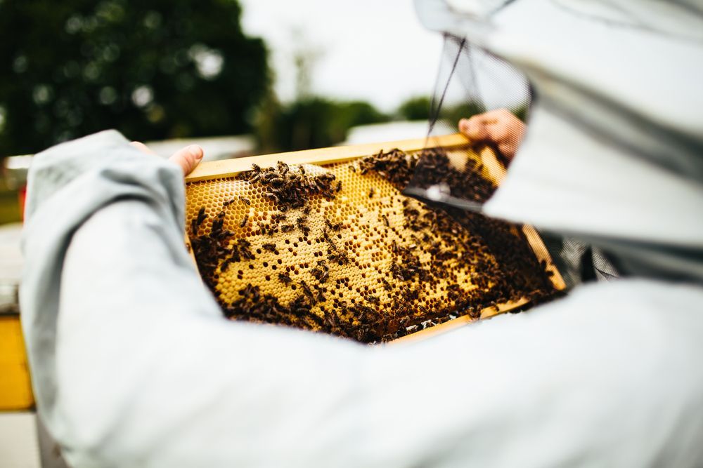 <p class="rteBlock">A Beekeeper Holds a Honeycomb Frame Covered with Bees — Burnetts On Barney in Kiama, NSW</p>