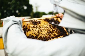 <p class="rteBlock">A Beekeeper Holds a Honeycomb Frame Covered with Bees — Burnetts On Barney in Kiama, NSW</p>