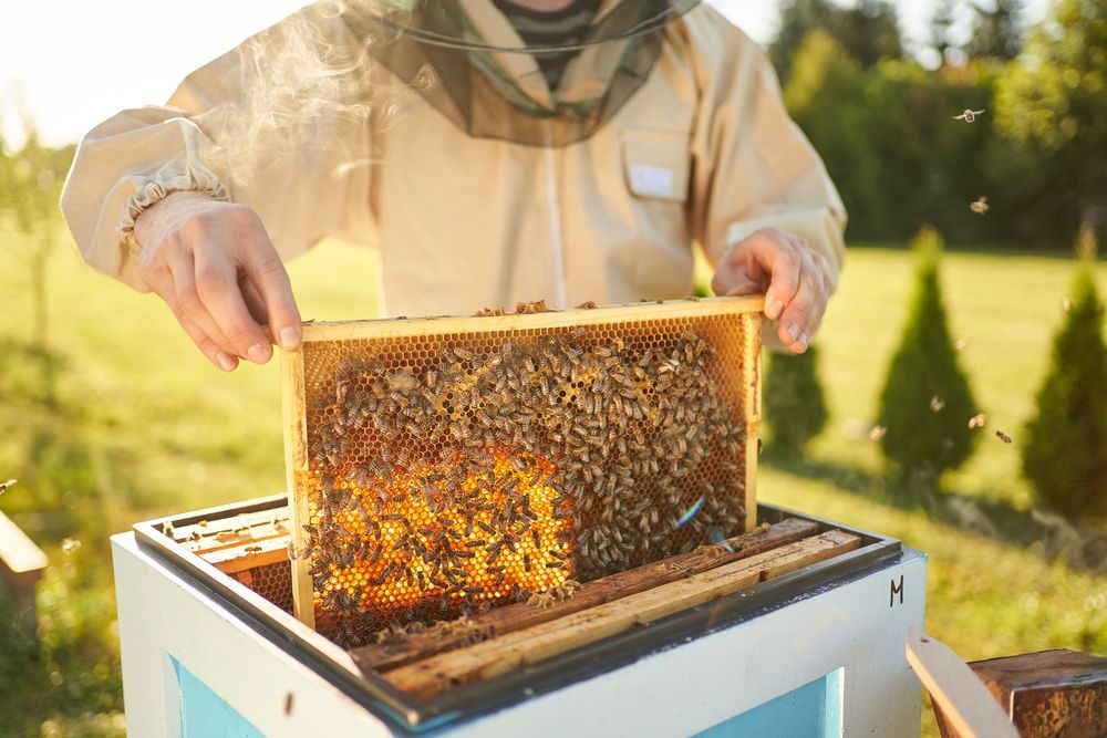 Person Inspecting a Beehive Frame in A Sunlit Outdoor Apiary — Burnetts On Barney in Kiama, NSW