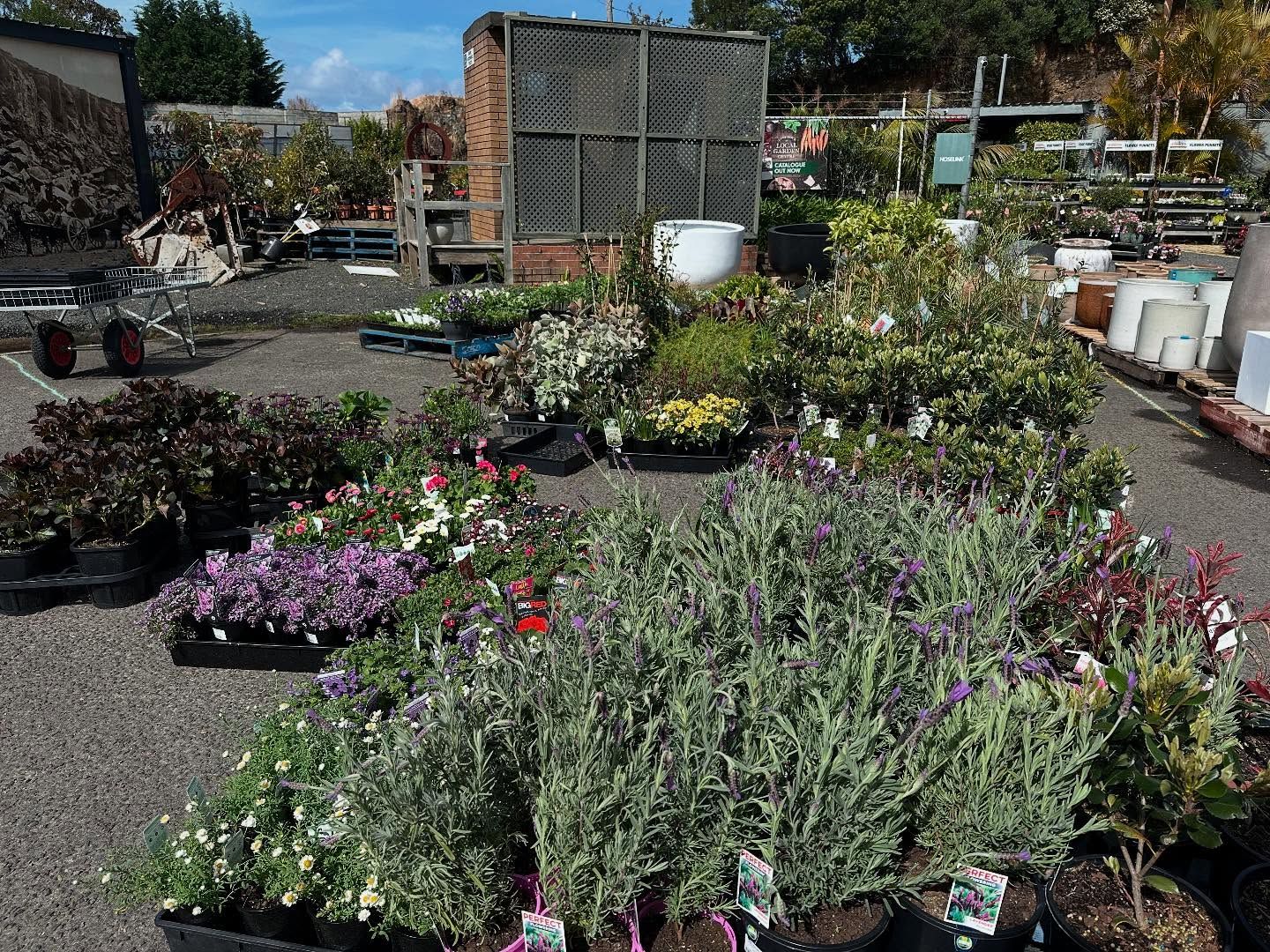 Outdoor Plant Nursery with Rows of Potted Flowers and Greenery — Burnetts On Barney in Kiama, NSW