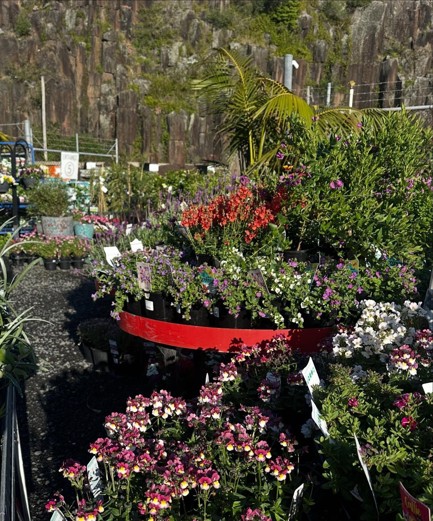 Colorful Flower Display in A Garden Center with Plants Outdoors — Burnetts On Barney in Kiama, NSW
