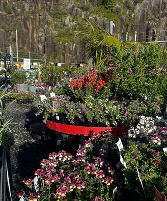<p class="rteBlock">Colorful Flower Display in A Garden Center with Plants Outdoors — Burnetts On Barney in Kiama, NSW</p>