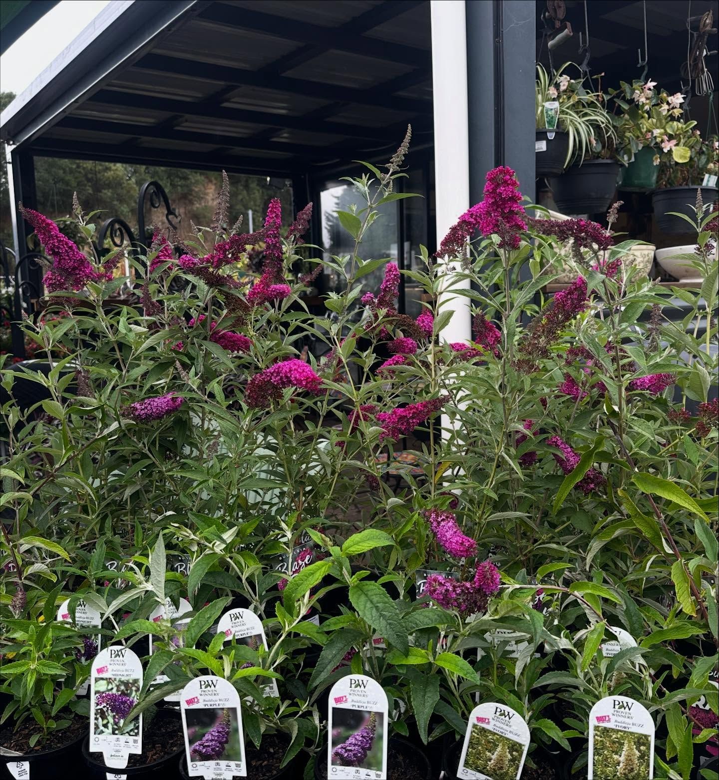 <p class="rteBlock">Small Outdoor Garden Display with Potted Plants — Burnetts On Barney in Kiama, NSW</p>