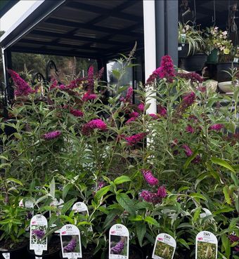 <p class="rteBlock">Small Outdoor Garden Display with Potted Plants — Burnetts On Barney in Kiama, NSW</p>