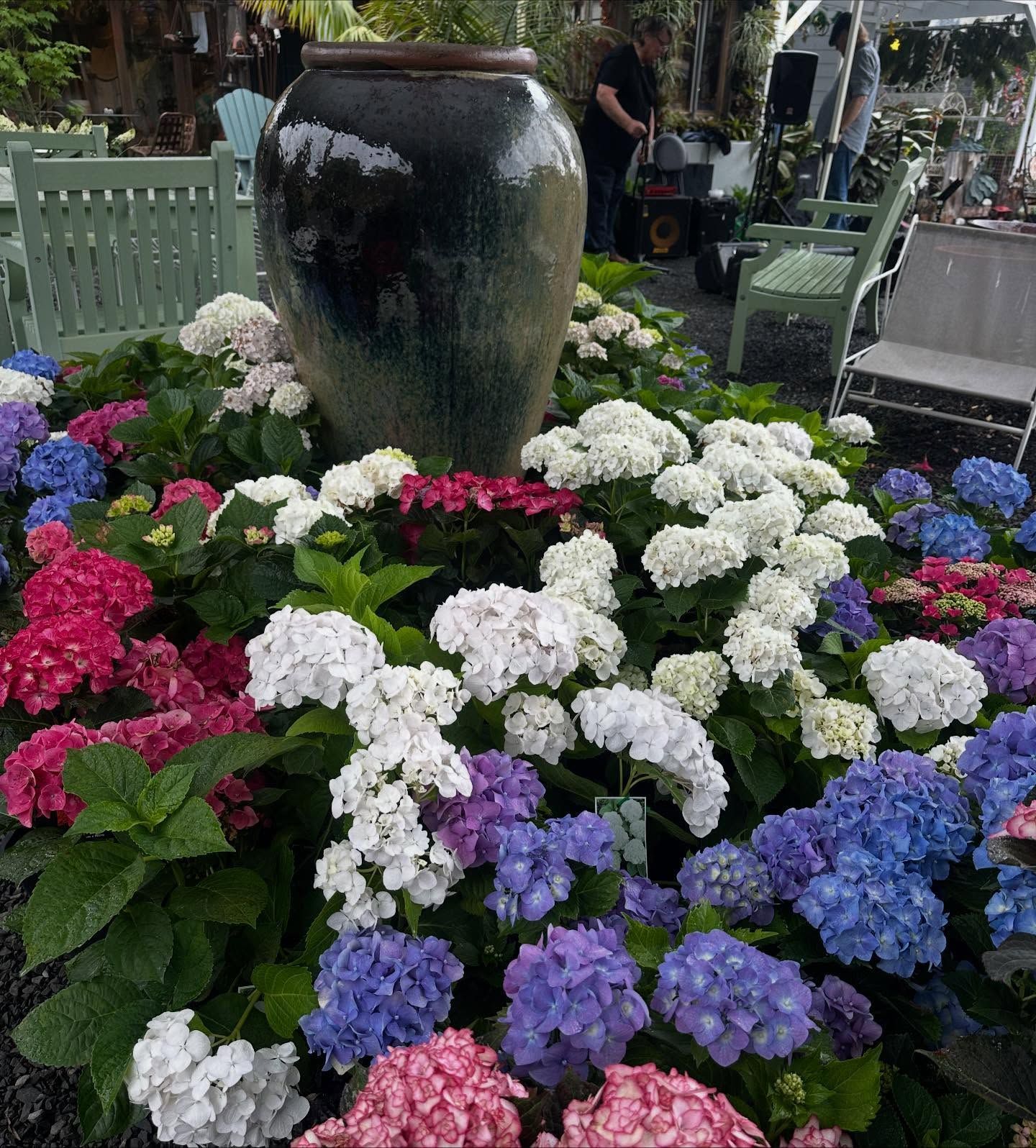 Colorful Hydrangeas Blooming Around a Large Ceramic Garden Urn — Burnetts On Barney in Kiama, NSW