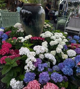<p class="rteBlock">Colorful Hydrangeas Blooming Around a Large Ceramic Garden Urn — Burnetts On Barney in Kiama, NSW</p>