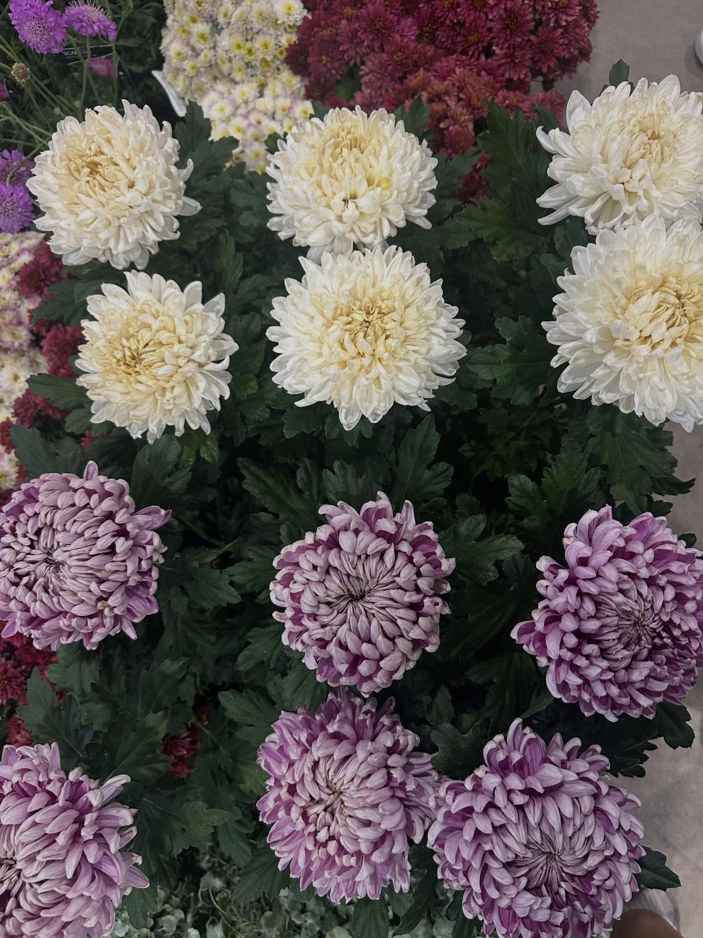 Rows of White and Purple Chrysanthemum Flowers — Burnetts On Barney in Kiama, NSW