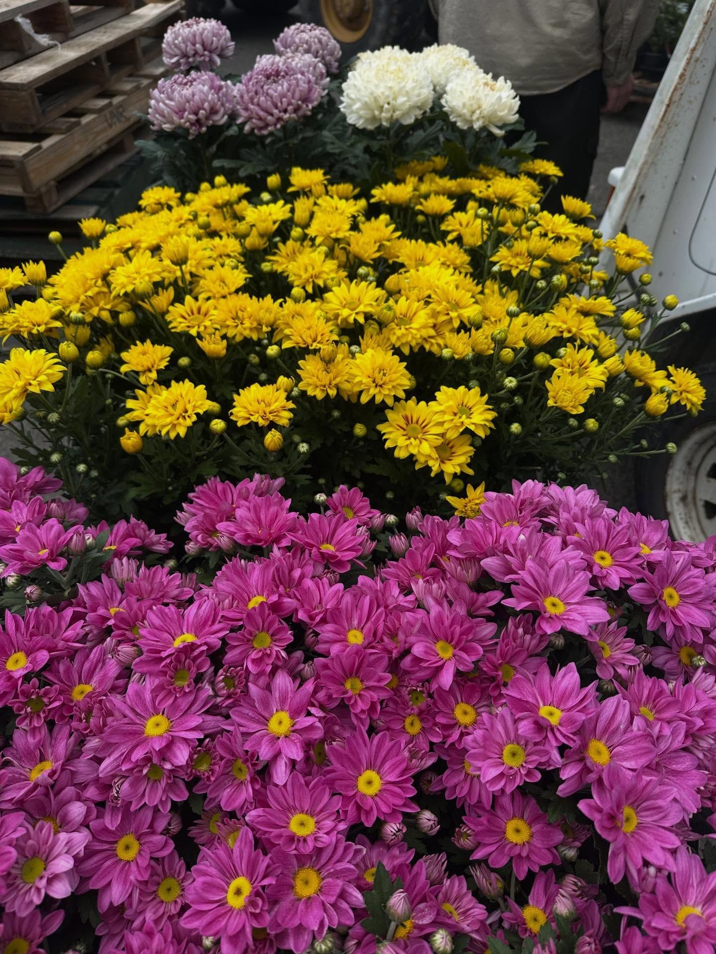 <p class="rteBlock">Rows of Chrysanthemums Displayed — Burnetts On Barney in Kiama, NSW</p>