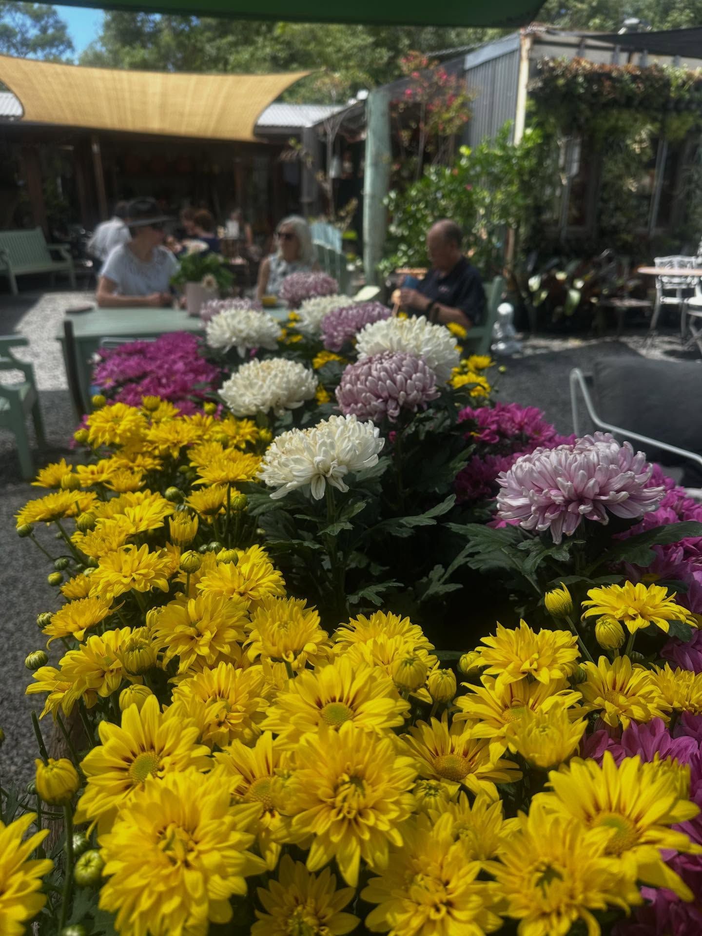 Colorful Chrysanthemums on A Café Patio — Burnetts On Barney in Kiama, NSW