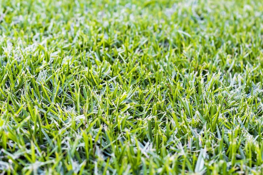 A Close Up Of A Lush Green Field Of Grass With Frost On It — Burnetts On Barney in Kiama, NSW