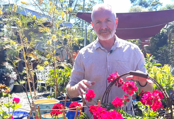<p class="rteBlock">Man Standing in A Sunlit Garden Holding a Basket of Bright Pink Flowers — Burnetts On Barney in Kiama, NSW</p>