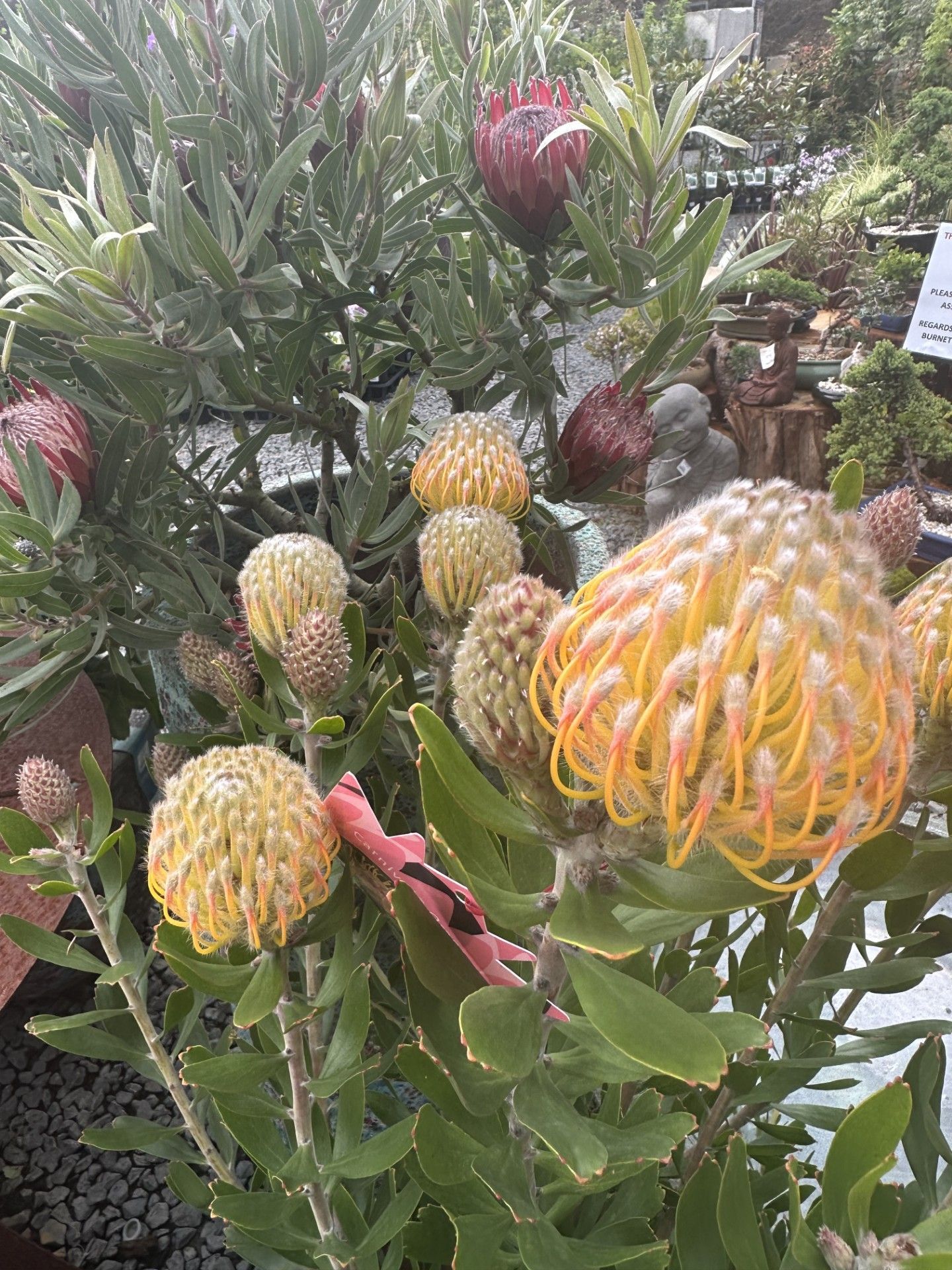 Yellow Flowers — Burnetts On Barney in Kiama, NSW