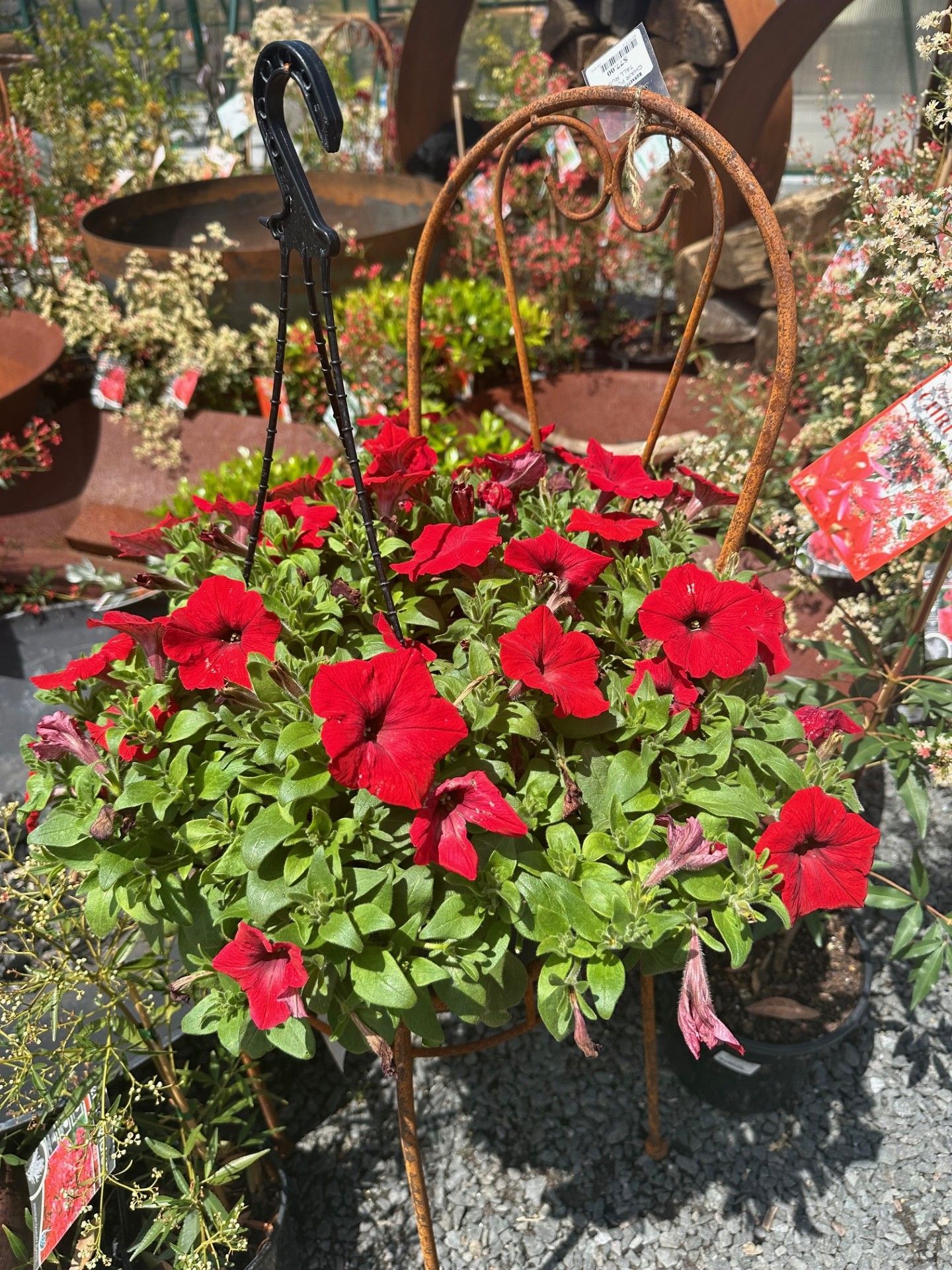 Red Flowers — Burnetts On Barney in Kiama, NSW