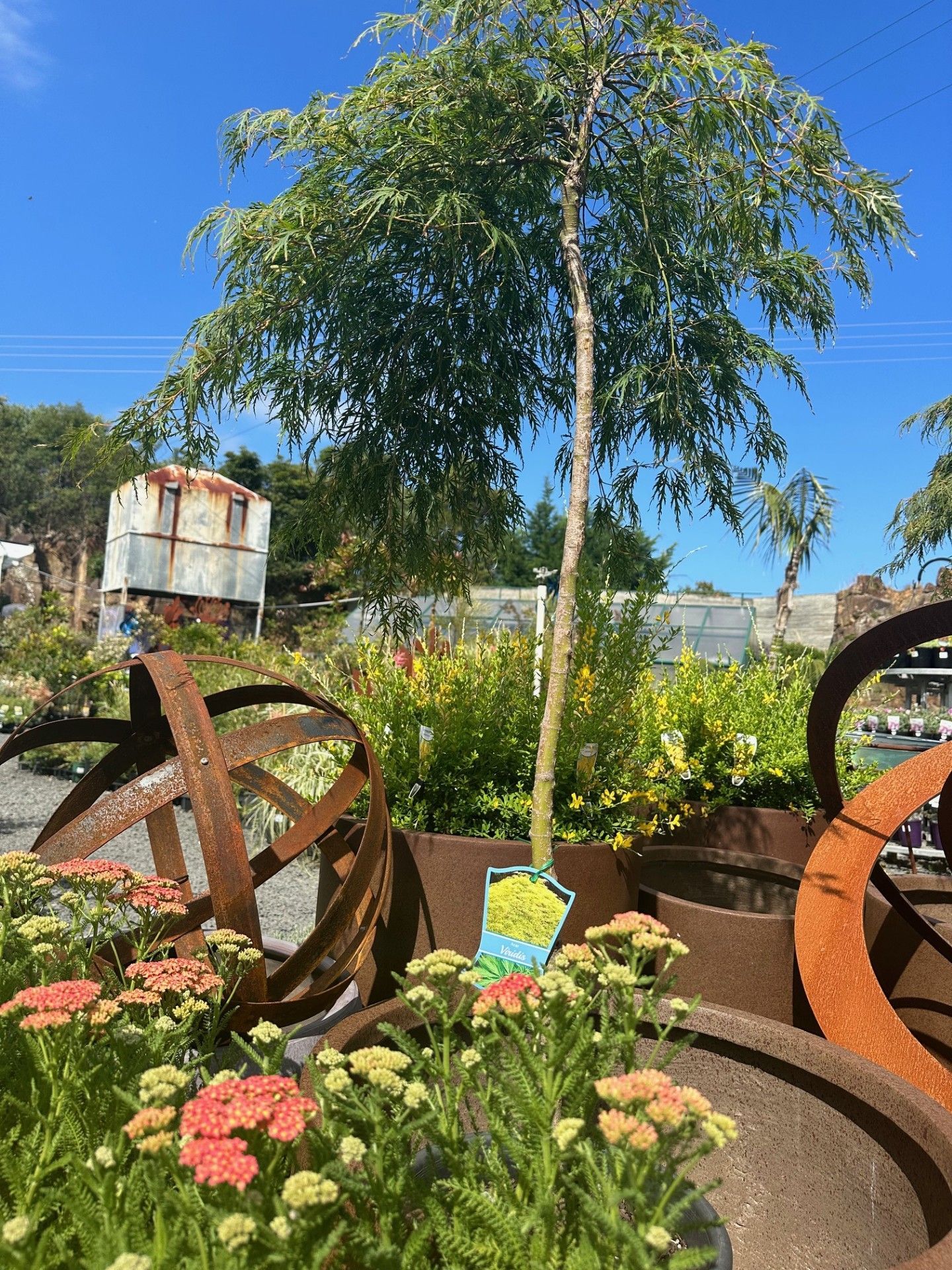 A Garden With A Tree, Flowers, And Rusty Sculptures  — Burnetts On Barney in Kiama, NSW