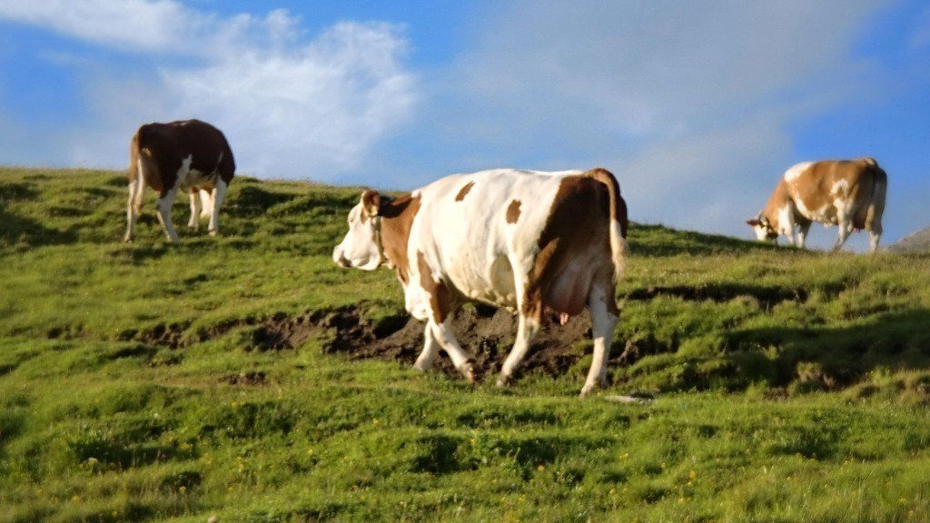 Integriamo i mangimi nel rispetto della natura