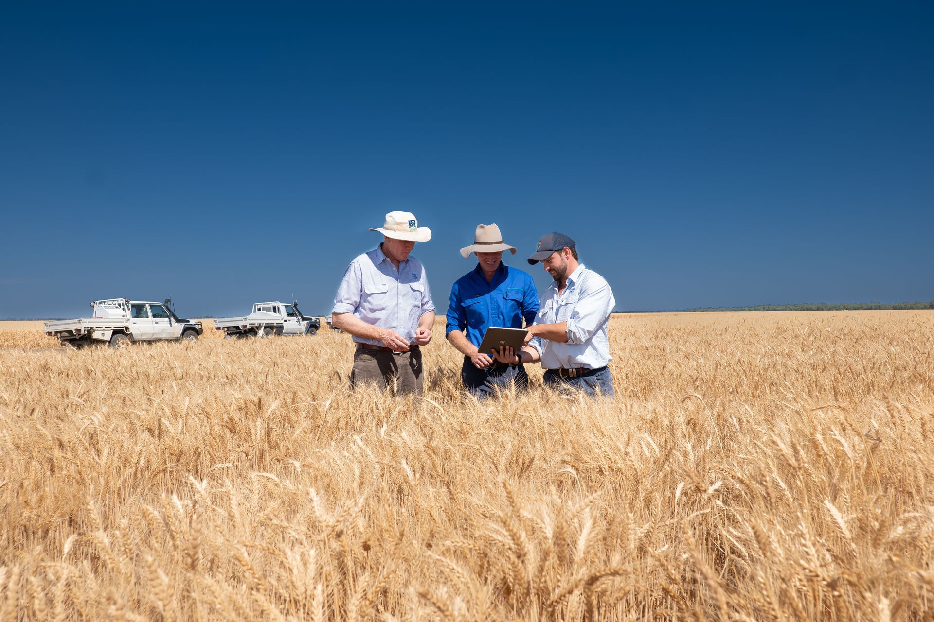Three people in a wheat field reviewing a tablet, pickup trucks in the background, clear blue sky.