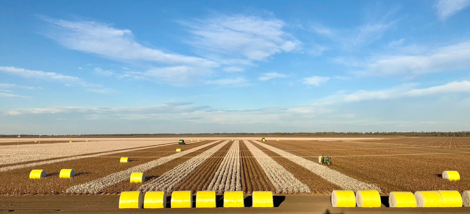 Cotton field with rows of cotton plants and yellow wrapped bales under a blue sky.