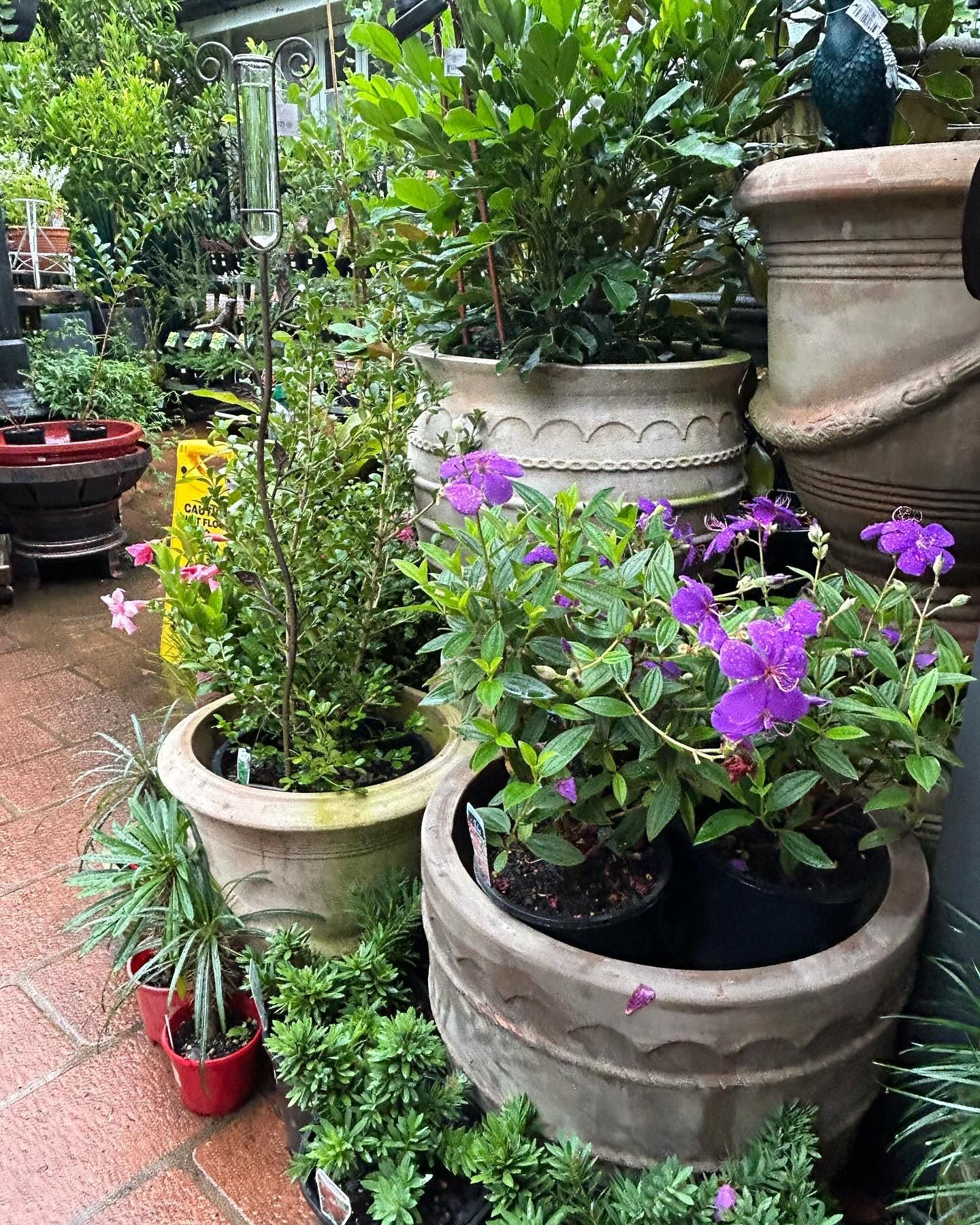 Potted Plants With Purple Flowers and Greenery at a Nursery — Hinterland Foliage in Landsborough, QLD