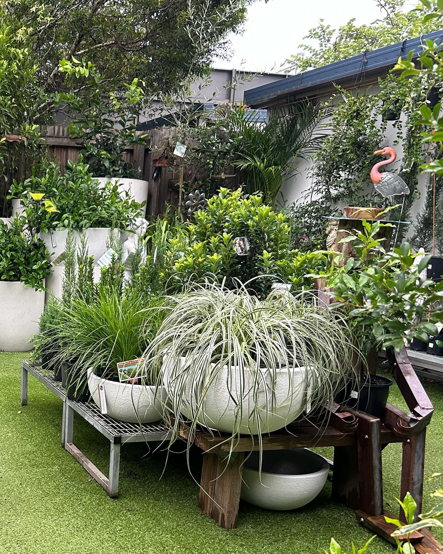 Lush Garden Display With Various Potted Plants on Tiered Metal — Hinterland Foliage in Landsborough, QLD