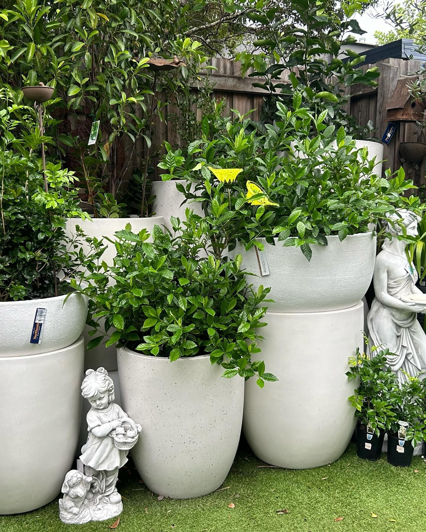 Assorted Potted Plants in White Containers in a Garden — Hinterland Foliage in Landsborough, QLD