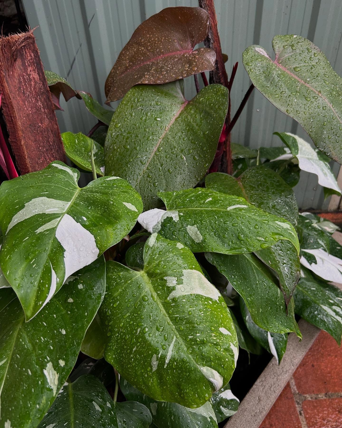 Close-up of a Pot of Plants With Green and White Variegated Leaves — Hinterland Foliage in Landsborough, QLD