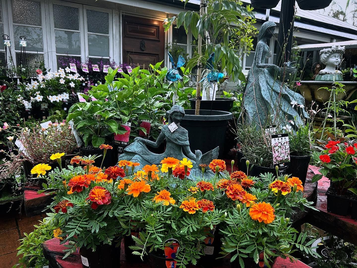 A Flower Shop Exterior With Colorful Marigolds in the Foreground — Hinterland Foliage in Landsborough, QLD