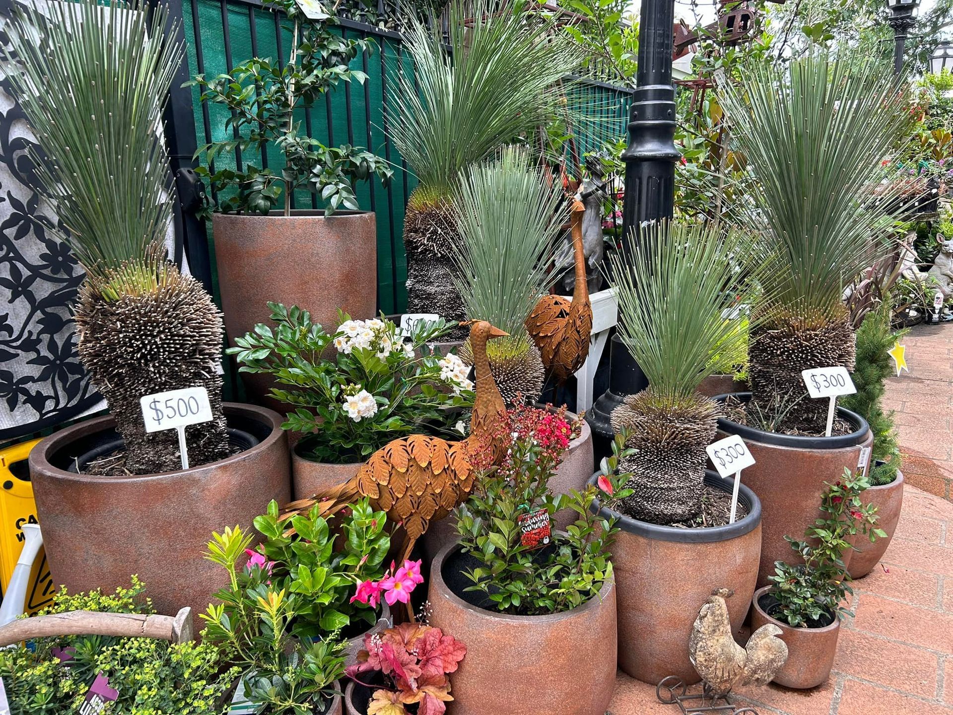 Assorted Potted Plants, Including Palm-like Varieties — Hinterland Foliage in Landsborough, QLD