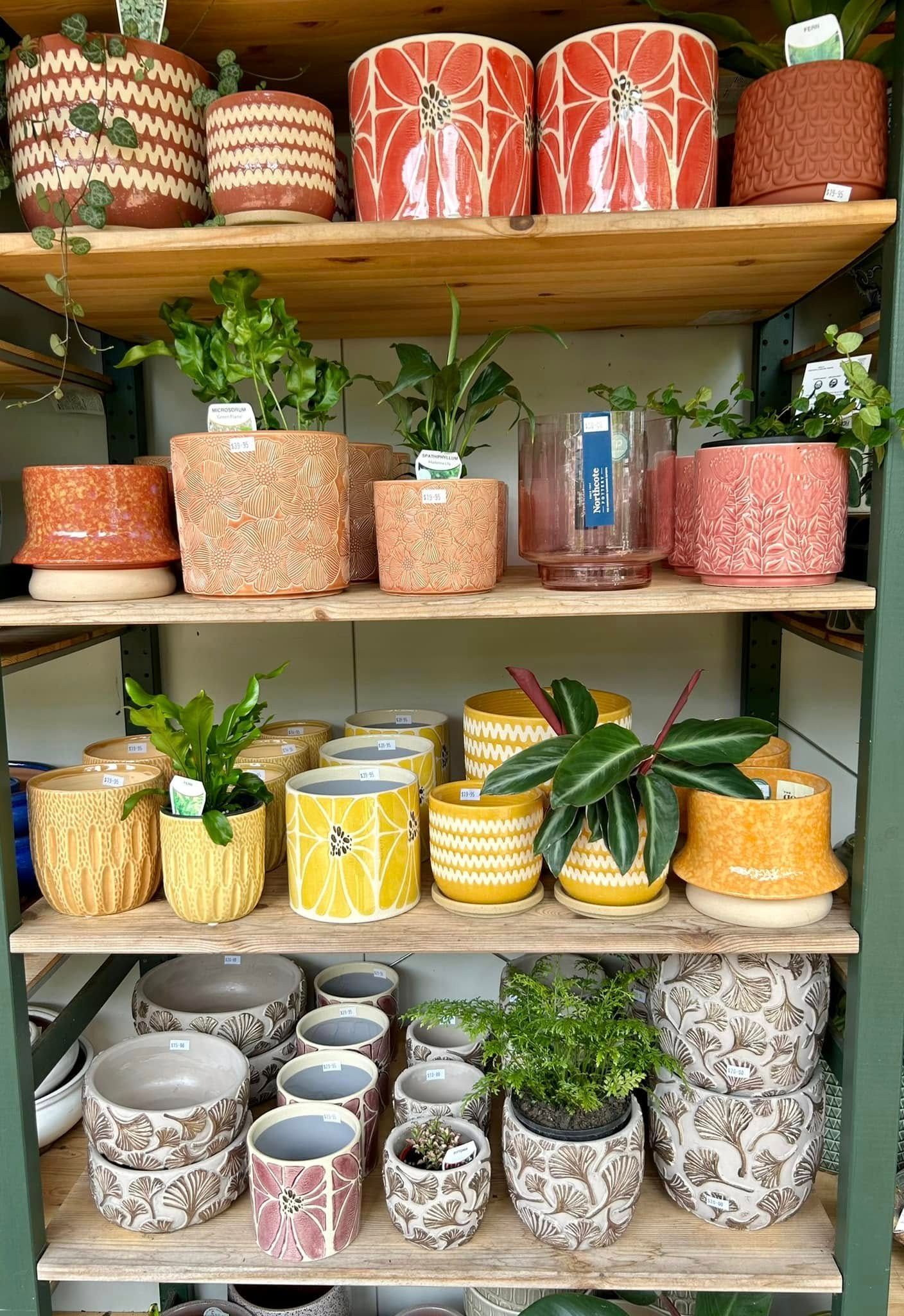 Shelves Filled With Various Patterned and Colored Ceramic Planters — Hinterland Foliage in Landsborough, QLD