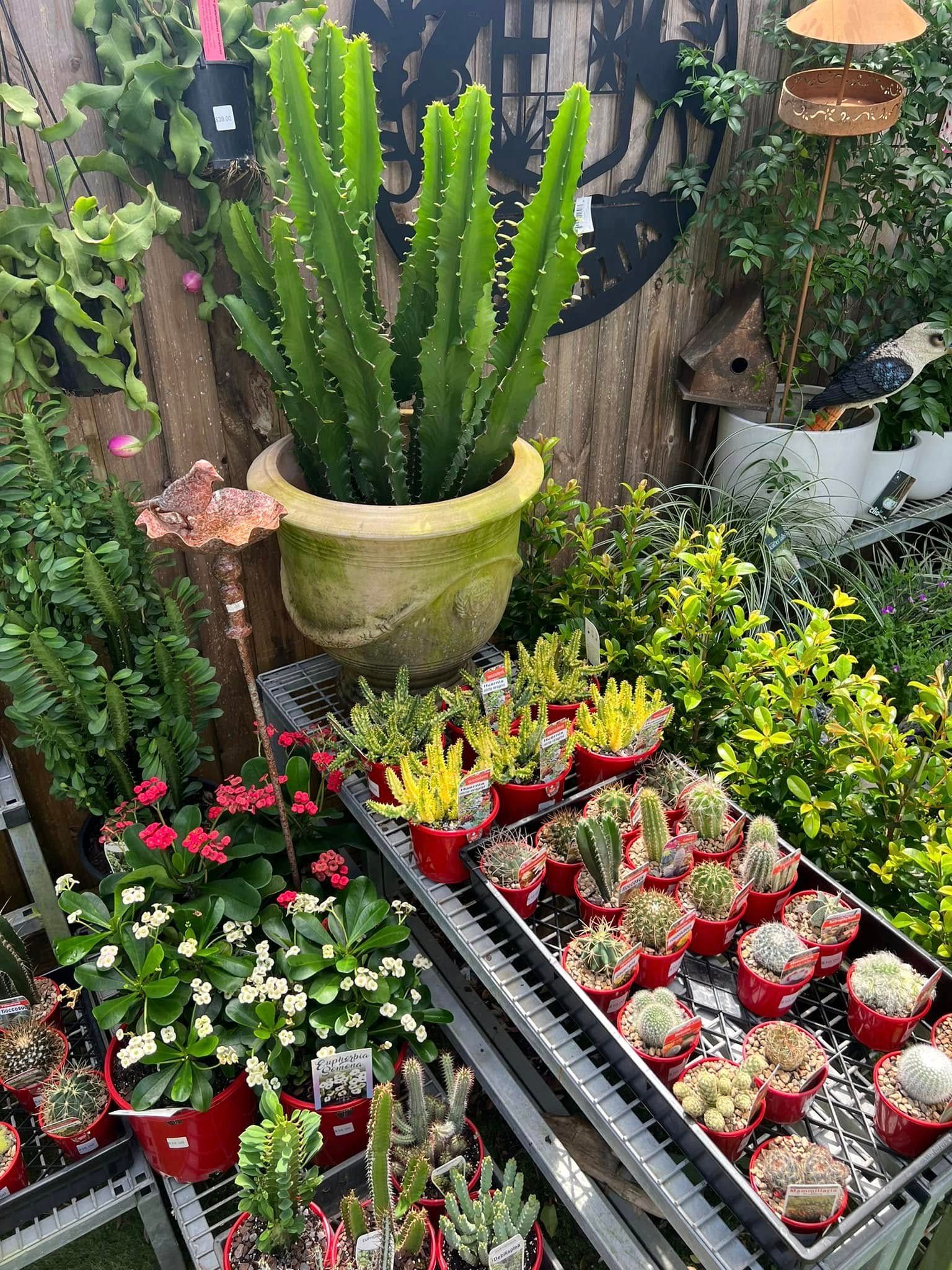 Cactus Display at a Garden Center, Featuring Large Pot of Green Cactus — Hinterland Foliage in Landsborough, QLD