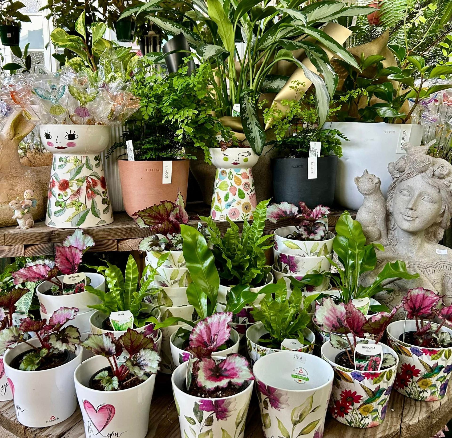 Variety of Potted Plants on Display at a Garden Center — Hinterland Foliage in Landsborough , QLD