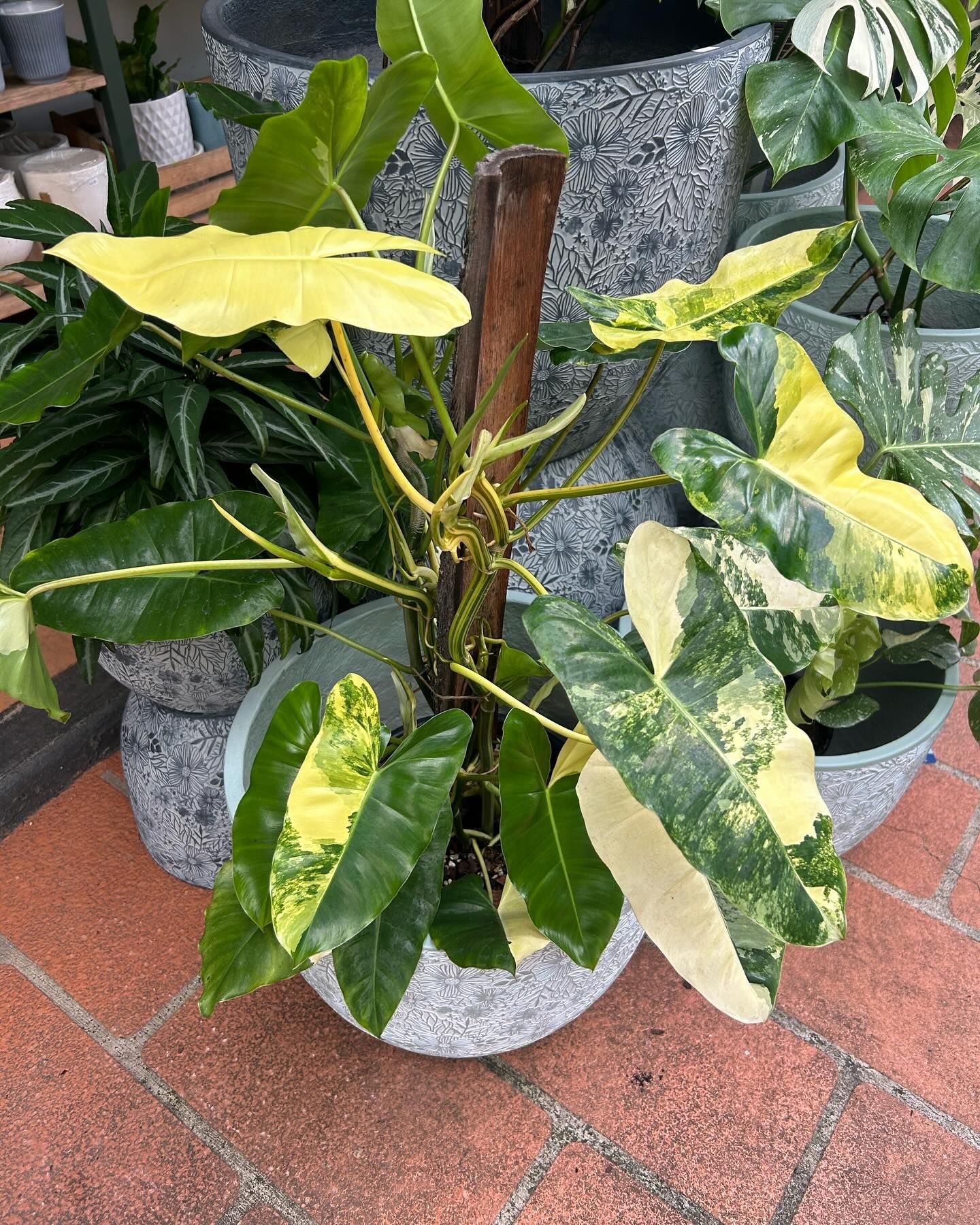 A Potted Plant With Green and Yellow Variegated Leaves Growing — Hinterland Foliage in Landsborough, QLD